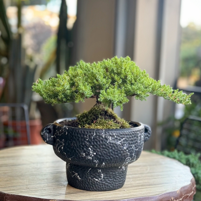 Juniperus Nana Bonsai