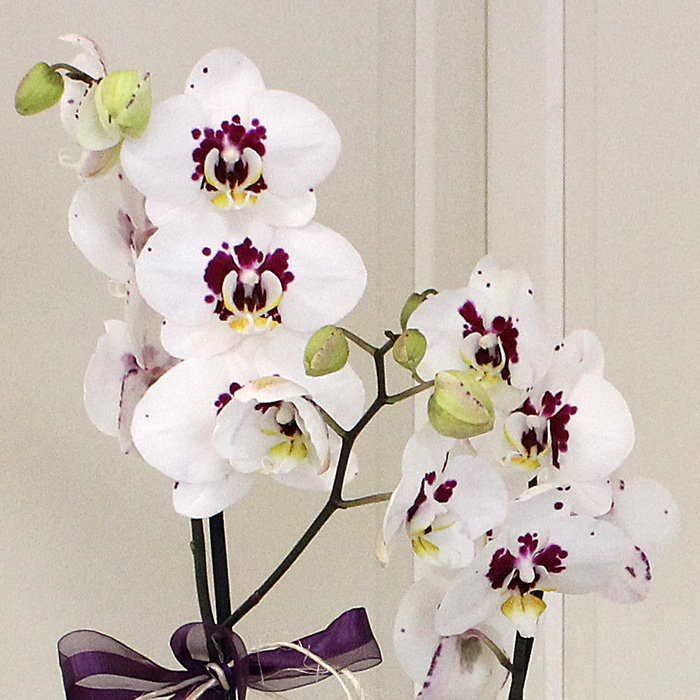 Benekli Beyaz Orkide çiçekçi, Benekli Beyaz Orkide çiçek gönder