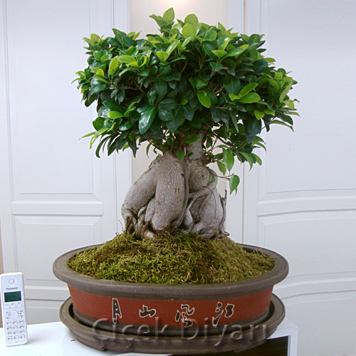 Ginseng Bonsai ieki, Ginseng Bonsai iek gnder