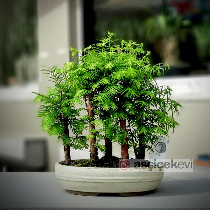 larex bonsai 5 kkl