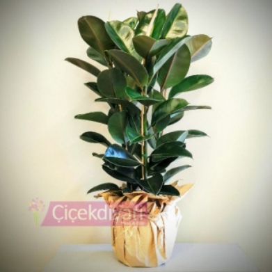 Ficus Elestica - Kauuk 