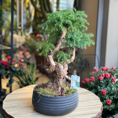 Arocaria Bonsai