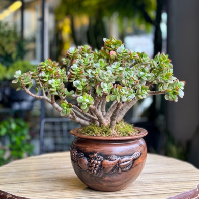 Crassula Ovata bonsai