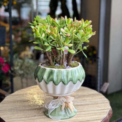 Crassula Ovata - Para Aac