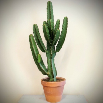 Euphorbia ngens Cowboy Cactus