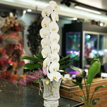 Formidablo Orkide