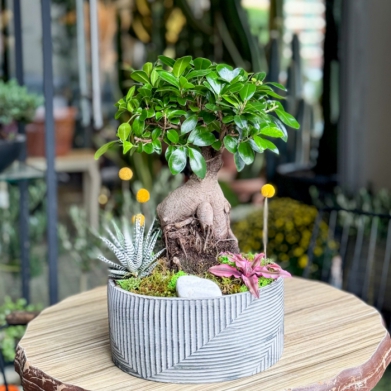 Ginseng Microcarpa Bonsai  