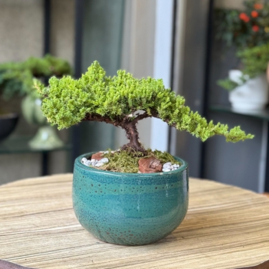 Juniperus nana Bonsai