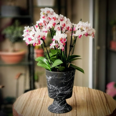 zel Midi Orkide